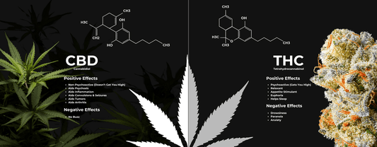 THC or CBD? Understanding Cannabinoids