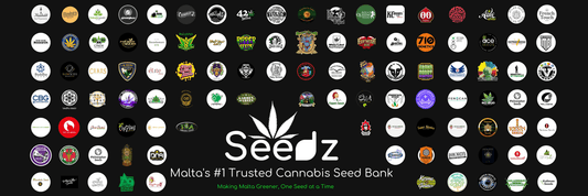 Top 10 Cannabis Seed Brands At Seedz