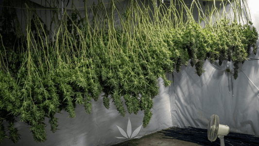 The Importance of Proper Drying and Curing When Growing Weed