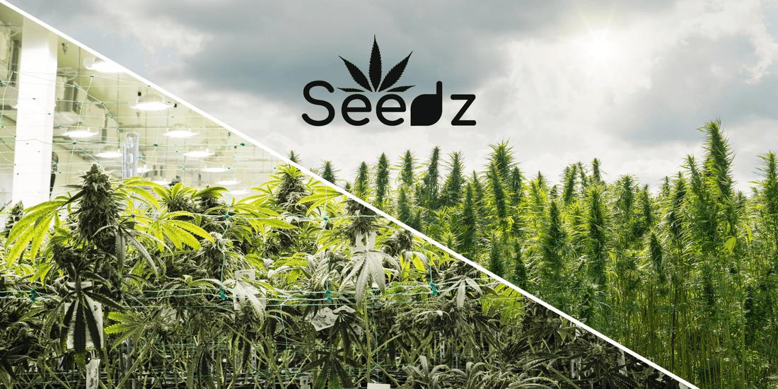 Indoor vs. Outdoor Cannabis Growing With Seedz