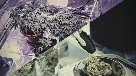 Cannabis homegrown vs dispensary