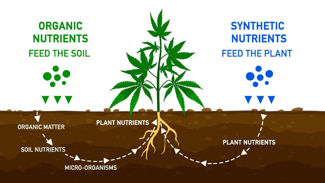 Organic vs. Non-organic Cannabis Cultivation Techniques