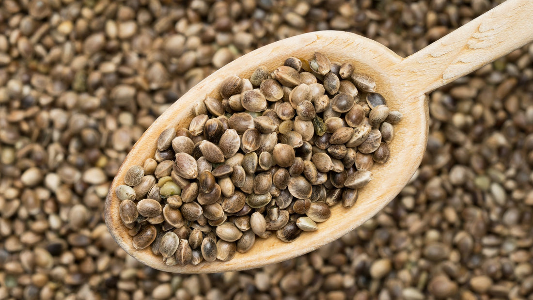 The Ultimate Guide to Choosing the Right Cannabis Seeds for Your Garden