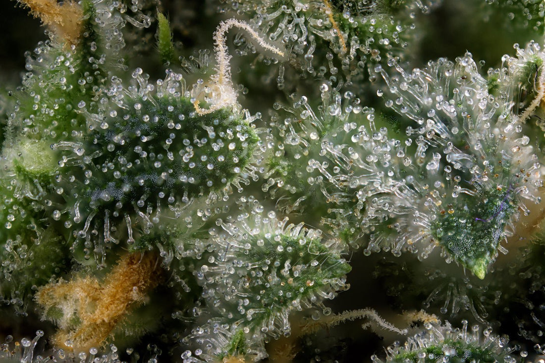 Exploring the World of Cannabis Terpenes