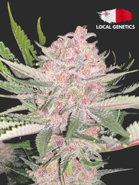 Trainwreck Auto Cannabis Seeds