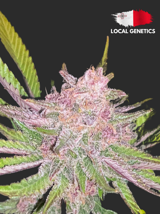 Forbidden Fruit Feminised Cannabis Seeds