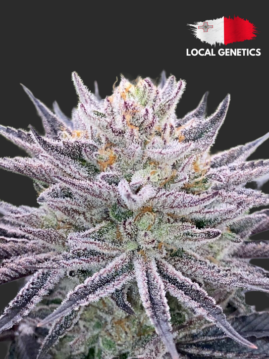 Runtz Feminised Cannabis Seeds