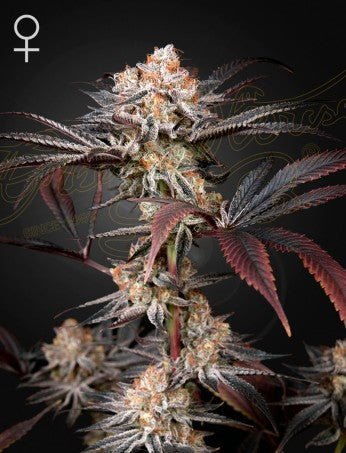 Wonder Pie Feminised Cannabis Seeds