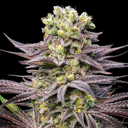 Oracle Octane Feminised Cannabis Seeds