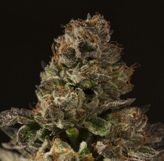 Strawberry Sour Diesel Feminized Cannabis Seeds