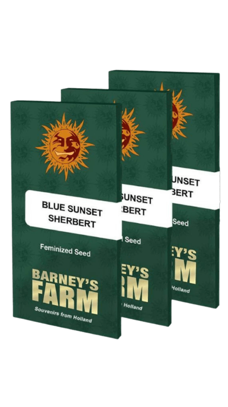 Blue Sunset Sherbert Feminised Seeds
