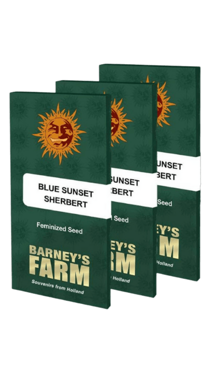 Blue Sunset Sherbert Feminised Seeds