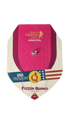 Purple queen feminised cannabis seeds malta