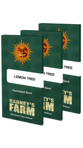 Lemon Tree Feminised Cannabis Seeds