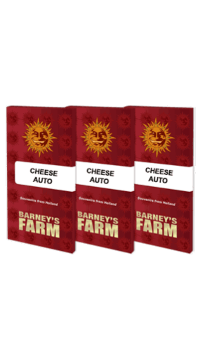Cheese Auto Feminised Cannabis Seeds