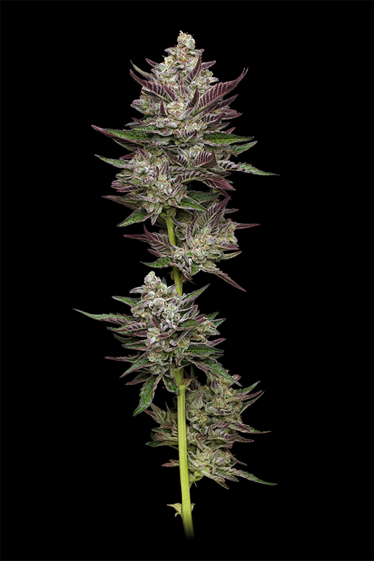 Vanilla Créme Pie Feminised Seeds