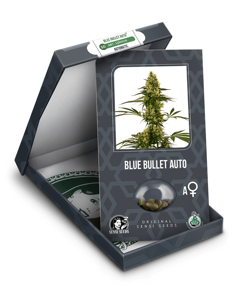 Blue Bullet Auto Feminised Seeds