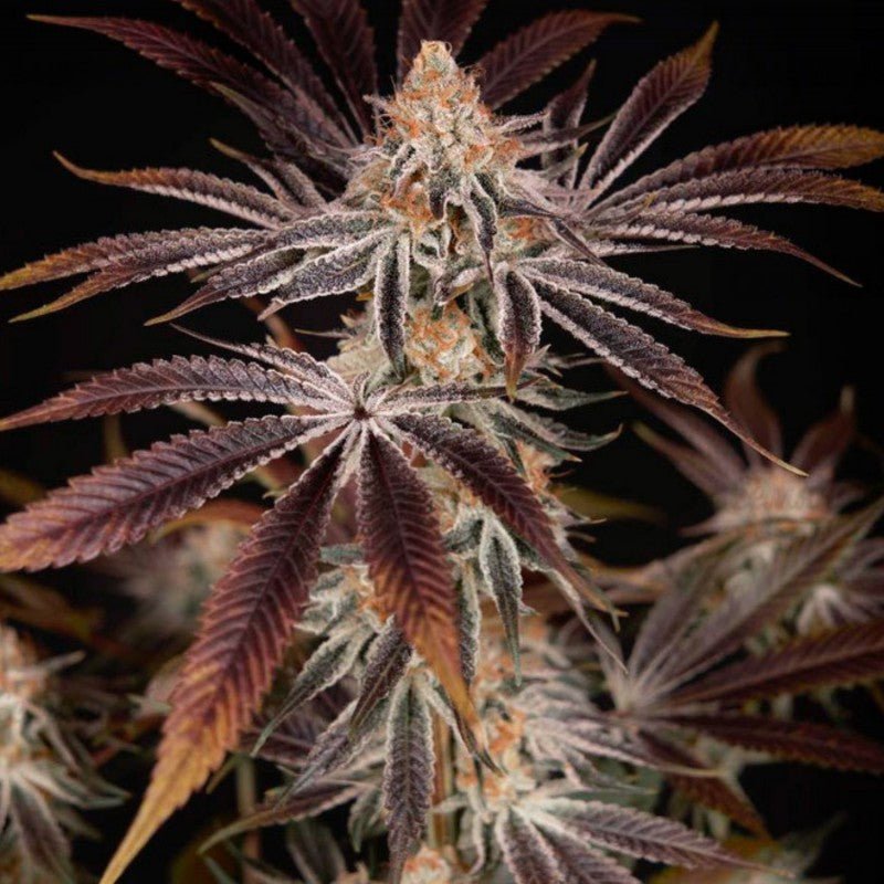 Dark Phoenix Feminized Cannabis Seeds